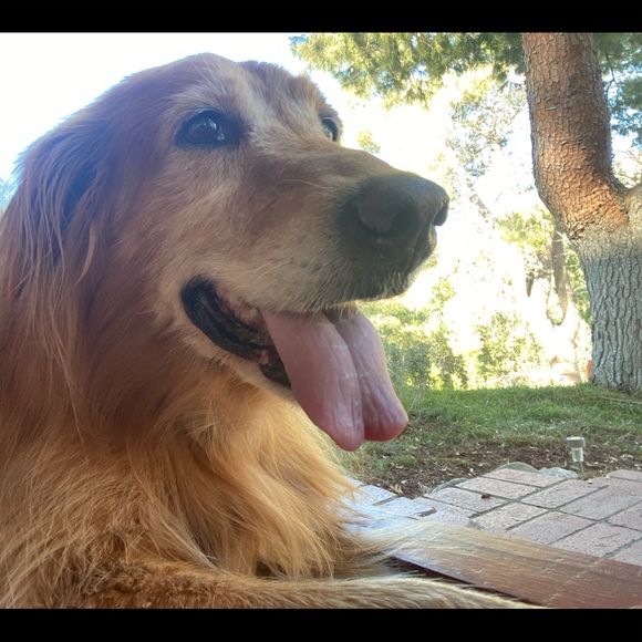 Meet your Posher, Mikaila - Picture 1 of 1